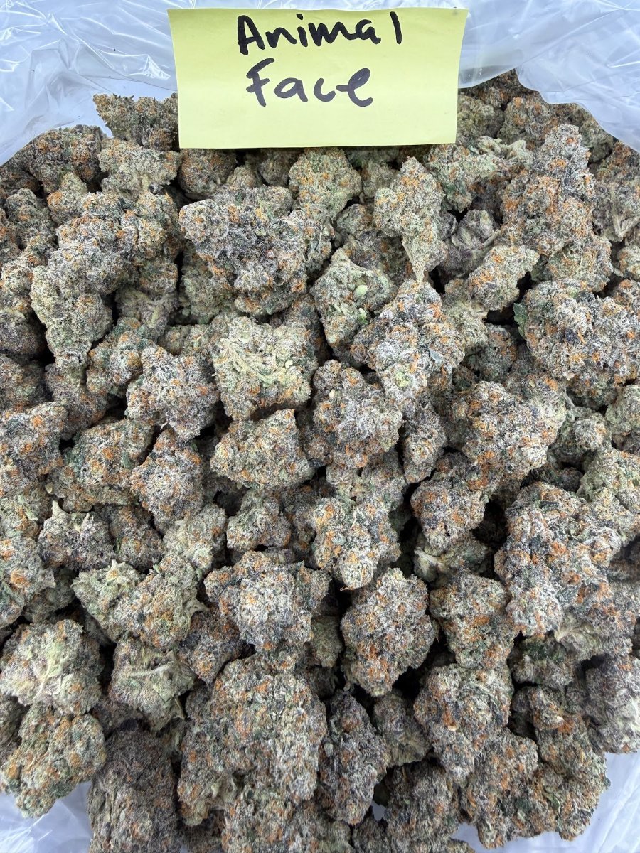 Animal Face THCA flower, Exotics