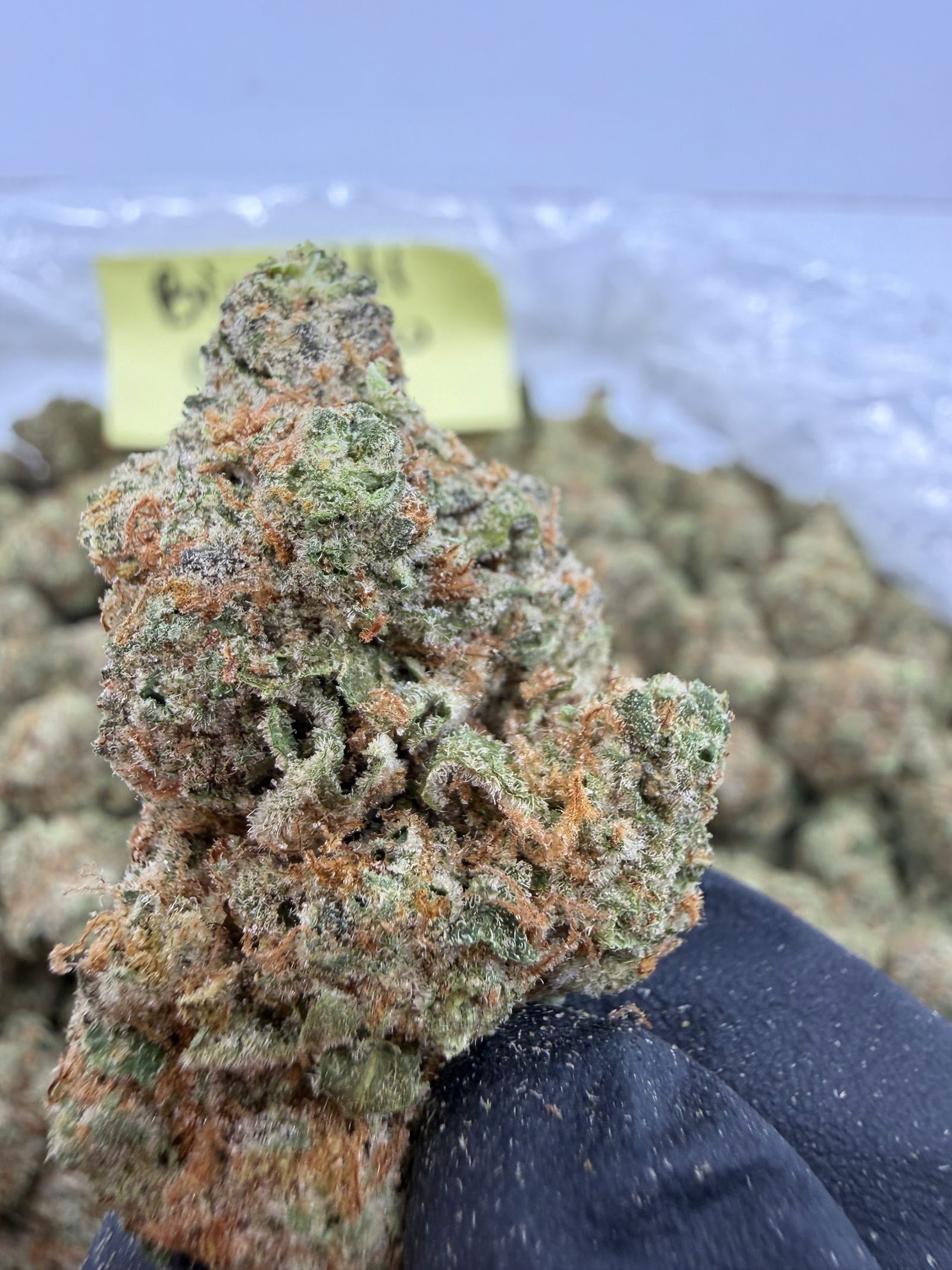 Biscotti Gelato THCA flower, Light Assist