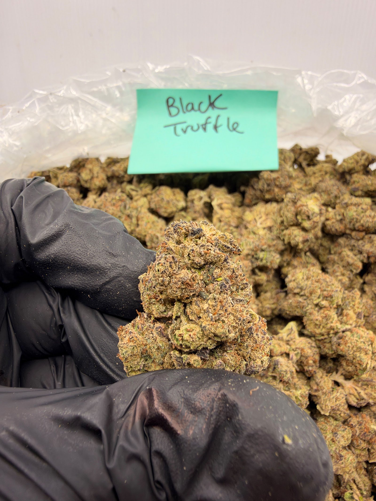 Black Truffle THCA flower, Light Assist