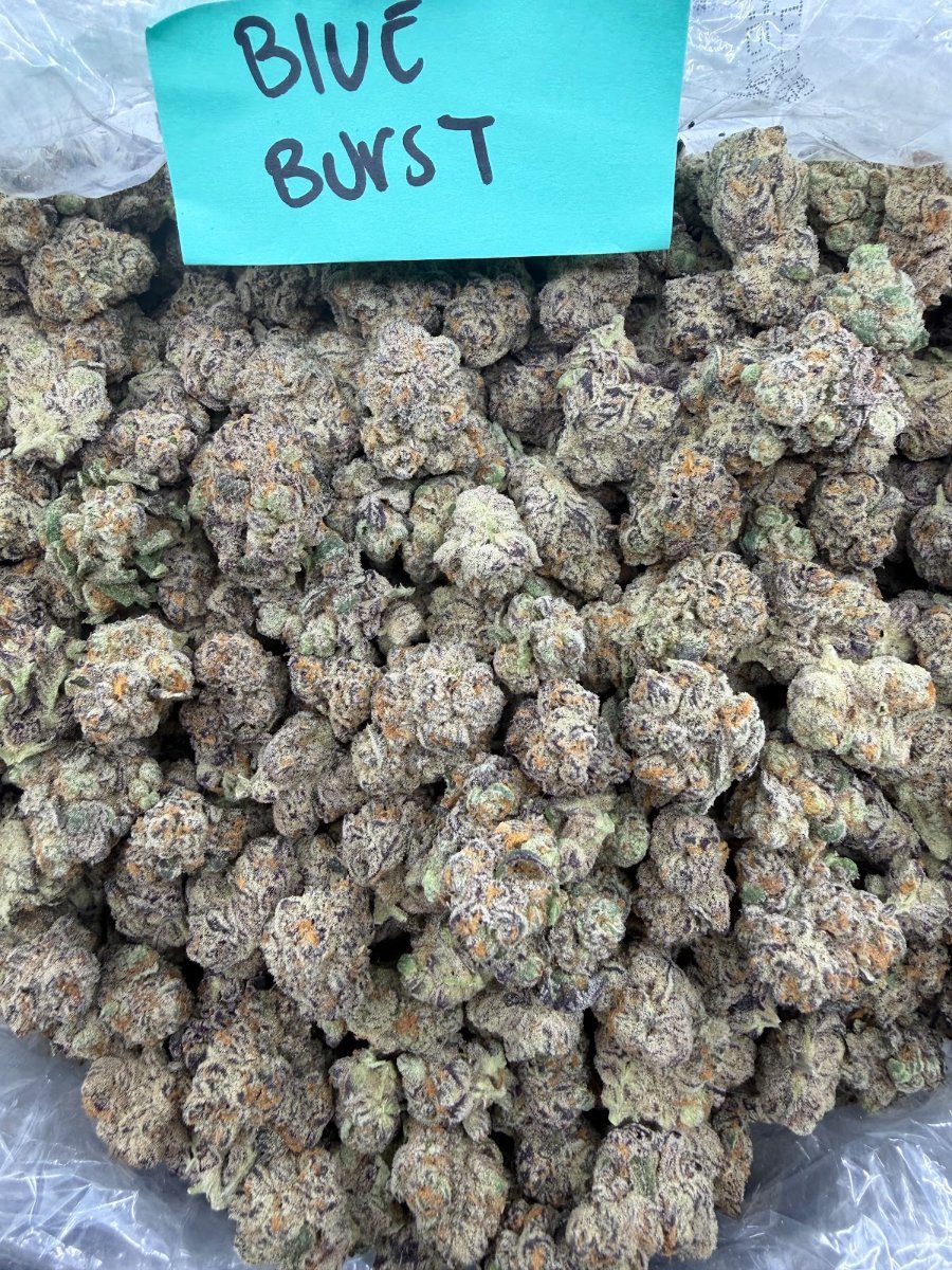 Blue Burst THCA flower, Indoor