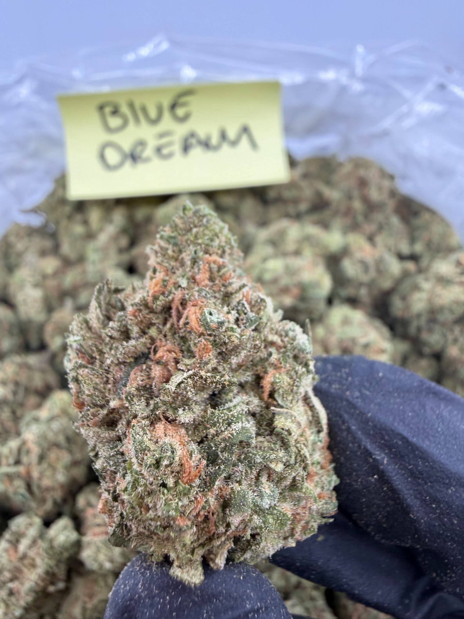 Blue Dream THCA flower, Value Indoor