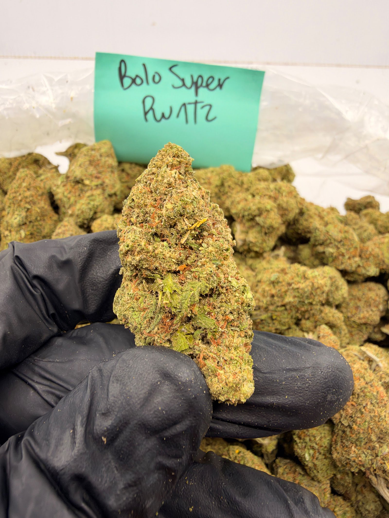 Bolo Super Runtz THCA flower, Light Assist