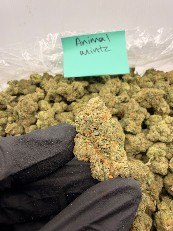 Animal Mintz THCA flower