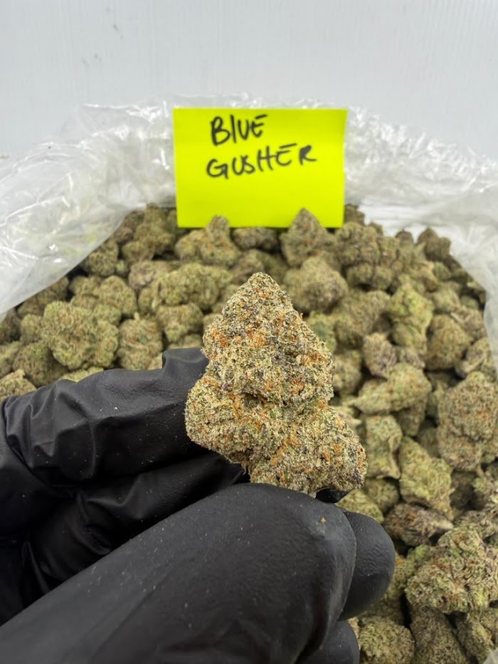 Blue Gushers THCA flower
