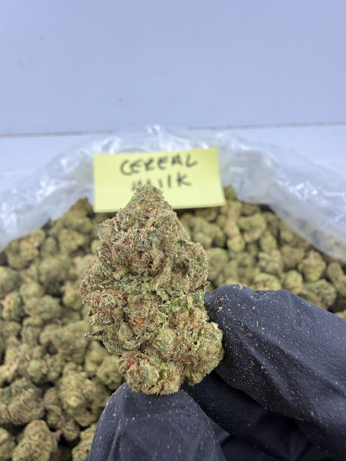 Cereal Milk THCA flower