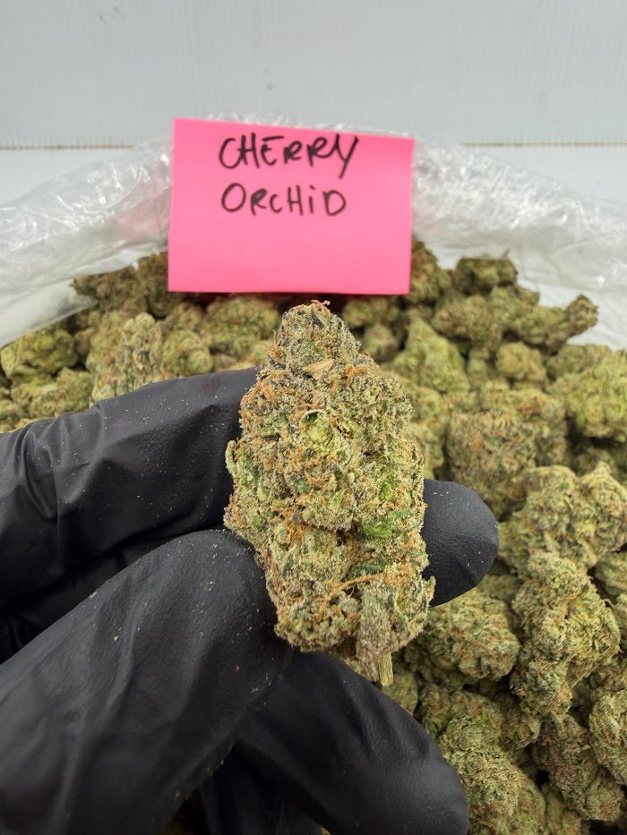 Cherry Orchid THCA flower