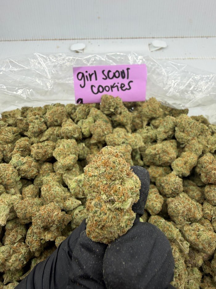 Girl Scout Cookies THCA flower