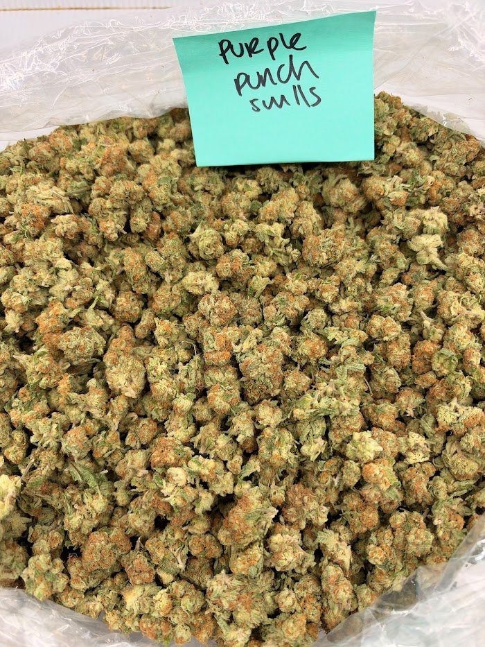 Purple Punch THCA flower