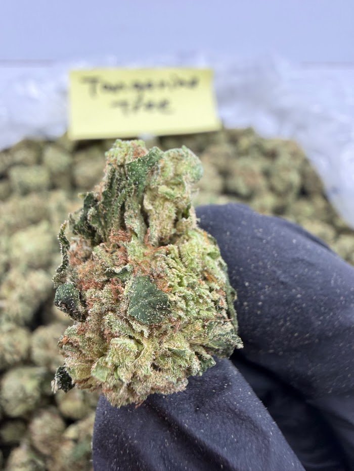 Tangerine Tree THCA flower