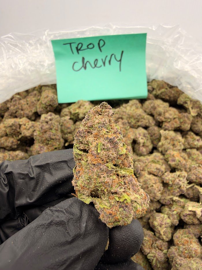 Trop Cherry THCA flower