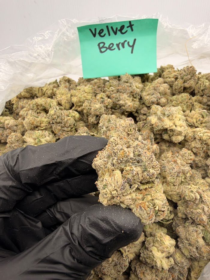 Velvet Berry THCA flower